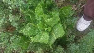 Bietola
