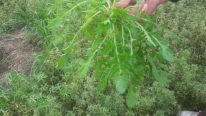 papola